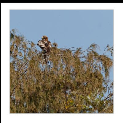 Águia-calçada --- Booted Eagle --- (Hieraaetus pennatus)