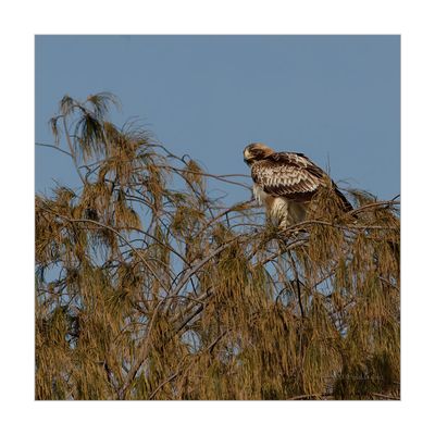 Águia-calçada --- Booted Eagle --- (Hieraaetus pennatus)
