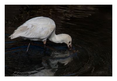 Colhereiro --- Spoonbill --- (Platalea leucorodia)