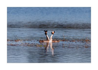 Mergulhão-de-poupa --- Great-crested Greb --- (Podiceps cristatus)