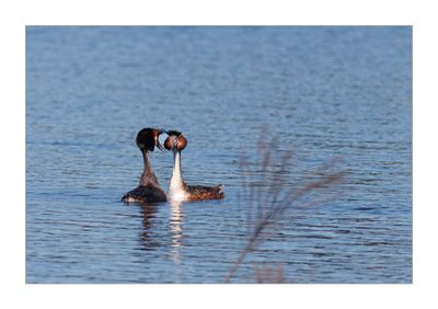 Mergulhão-de-poupa --- Great-crested Greb --- (Podiceps cristatus)