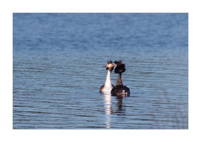 Mergulhão-de-poupa --- Great-crested Greb --- (Podiceps cristatus)