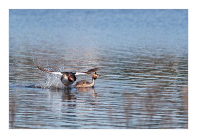 Mergulhão-de-poupa --- Great-crested Greb --- (Podiceps cristatus)
