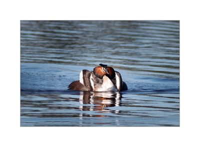 Mergulhão-de-poupa --- Great-crested Greb --- (Podiceps cristatus)