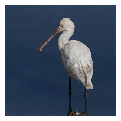 Colhereiro --- Spoonbill --- (Platalea leucorodia)