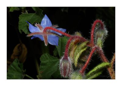 Borragem -  Borage - (Borago officinalis)