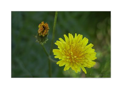 Dente-de-leo  ---  (Taraxacum lacistophyllum)