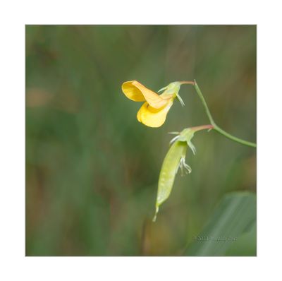 Ciziro-amarelo  -  (Lathyrus annuus)