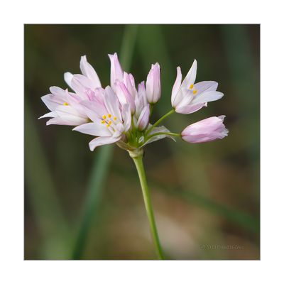 Alho-rosado --- Rosy Garlic --- (Allium roseum) 