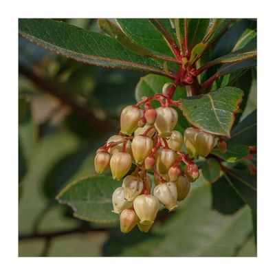 Medronheiro  -  Strawberry Tree  -  (Arbutos unedo)