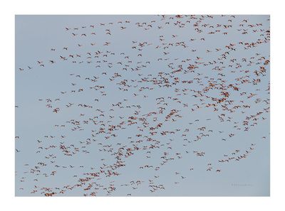 Flamingo --- Greater Flamingo --- (Phoenicopterus roseus)
