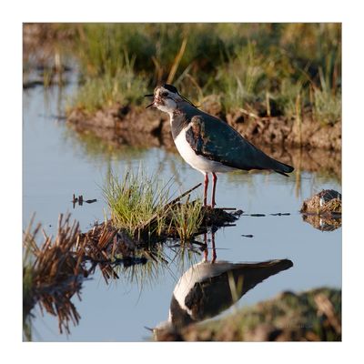 Abibe --- Lapwing --- (Vanellus vanellus)