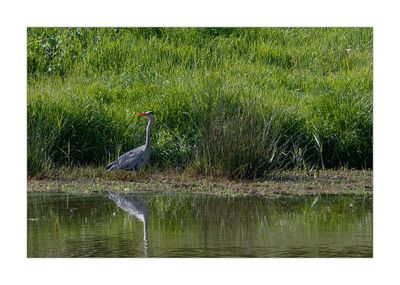 Garça-real --- Grey Heron --- (Ardea cinerea)