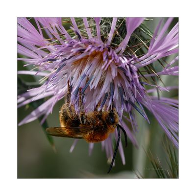 Cardo-de-picos  -  Galactites tomentosus