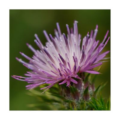 Centaurea pullata