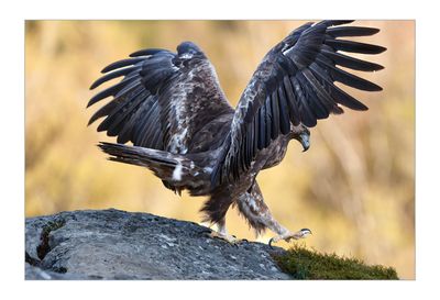 Águia-real --- Golden Eagle --- (Aquila chrysaetos)