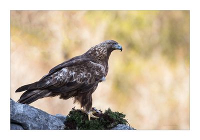 Águia-real --- Golden Eagle --- (Aquila chrysaetos)