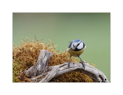 Chapim-azul --- Blue Tit --- (Cyanistes caeruleus )