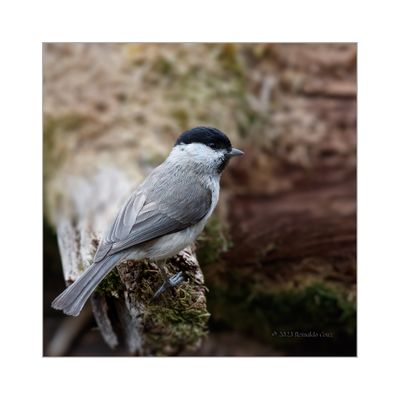 Chapim-palustre --- Marsh tit --- (Parus palustris)