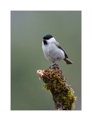 Chapim-palustre --- Marsh tit --- (Parus palustris)