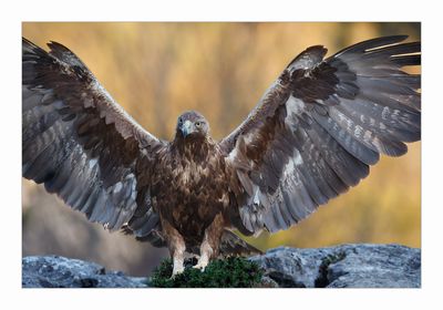 Águia-real --- Golden Eagle --- (Aquila chrysaetos)
