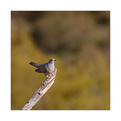 Cuco --- Cuckoo --- (Cuculus canorus)