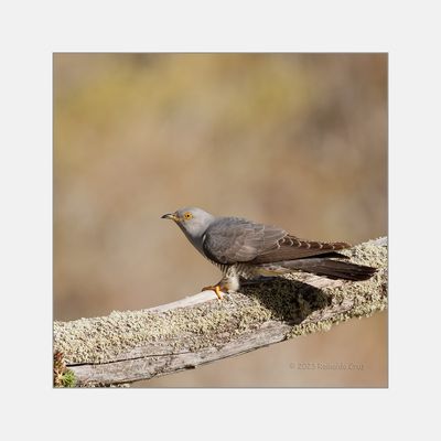Cuco --- Cuckoo --- (Cuculus canorus)