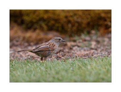 Ferreirinha --- Dunnock --- (Prunella modularis)