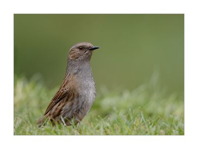 Ferreirinha --- Dunnock --- (Prunella modularis)