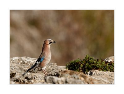 Gaio --- Jay --- (Garrulus glandarius)