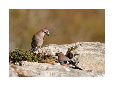 Gaio --- Jay --- (Garrulus glandarius)