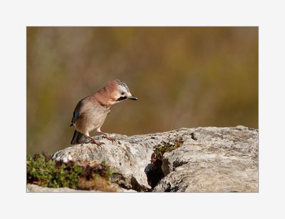 Gaio --- Jay --- (Garrulus glandarius)