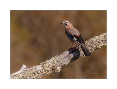 Gaio --- Jay --- (Garrulus glandarius)