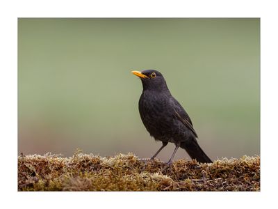 Melro --- Black Bird --- (Turdus merula)