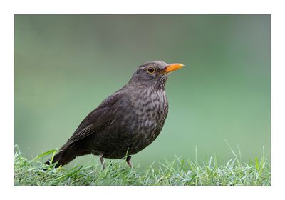 Melro --- Black Bird --- (Turdus merula)