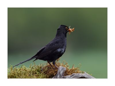 Melro --- Black Bird --- (Turdus merula)