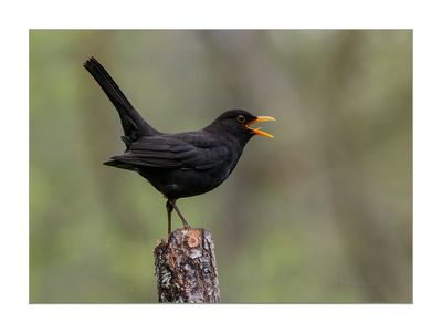 Melro --- Black Bird --- (Turdus merula)