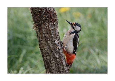 Pica-pau-malhado --- Great Spotted Woodpecker --- (Dendrocopos major)