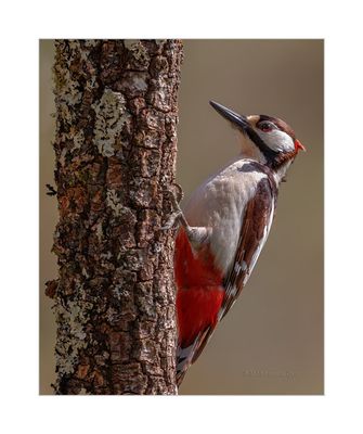 Pica-pau-malhado --- Great Spotted Woodpecker --- (Dendrocopos major)