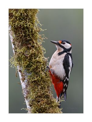 Pica-pau-malhado --- Great Spotted Woodpecker --- (Dendrocopos major)