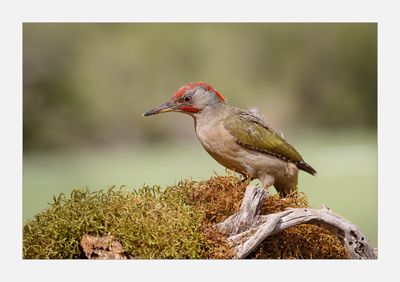 Peto-real --- Green Woodpecker --- (Picus viridis)