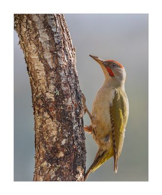 Peto-real --- Green Woodpecker --- (Picus viridis)