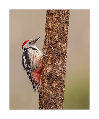 Pica-pau-médio - Middle Spotted Woodpecker - Dendrocopos medius