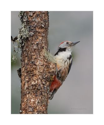 Pica-pau-médio - Middle Spotted Woodpecker - Dendrocopos medius