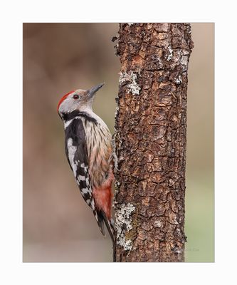 Pica-pau-médio - Middle Spotted Woodpecker - Dendrocopos medius