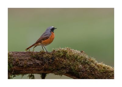 Rabirruivo-de-testa-branca --- Redstart --- (Phoenicurus phoenicurus)
