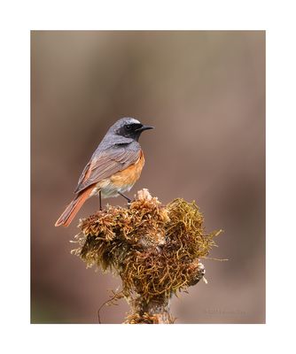 Rabirruivo-de-testa-branca --- Redstart --- (Phoenicurus phoenicurus)