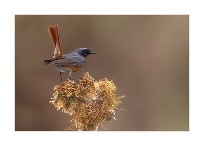 Rabirruivo-de-testa-branca --- Redstart --- (Phoenicurus phoenicurus)