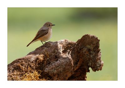 Rabirruivo-de-testa-branca --- Redstart --- (Phoenicurus phoenicurus) - Female