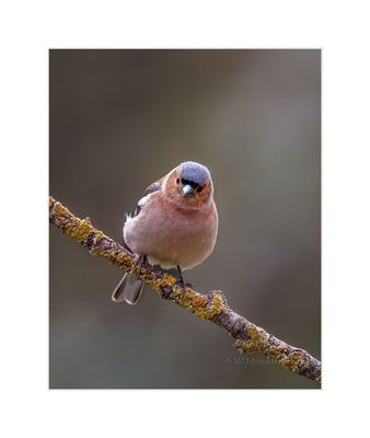 Tentilhão --- Chaffinch --- (Fringilla coelebs)
